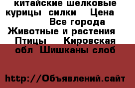 китайские шелковые курицы (силки) › Цена ­ 2 500 - Все города Животные и растения » Птицы   . Кировская обл.,Шишканы слоб.